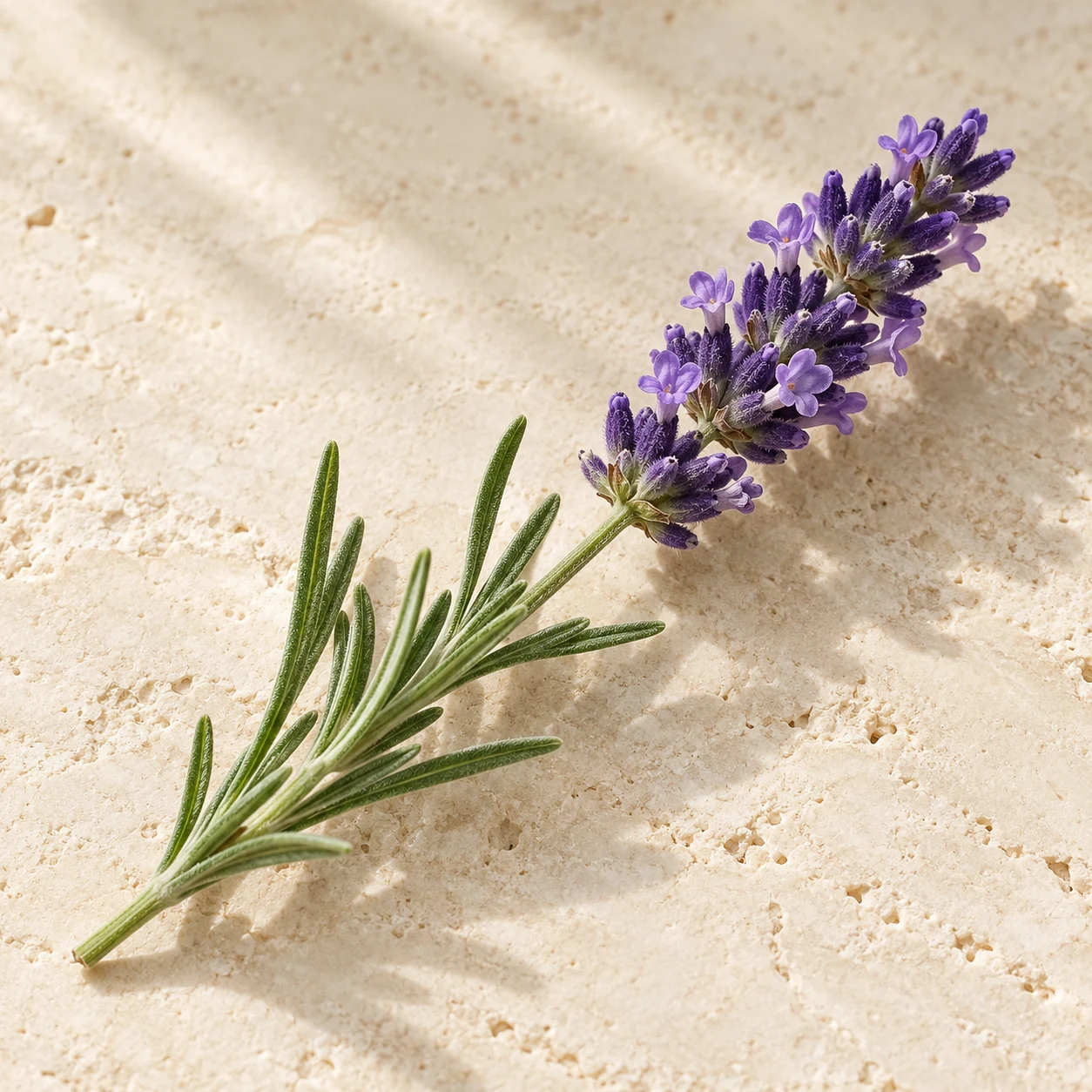 Lavanda — Lavandula officinalis