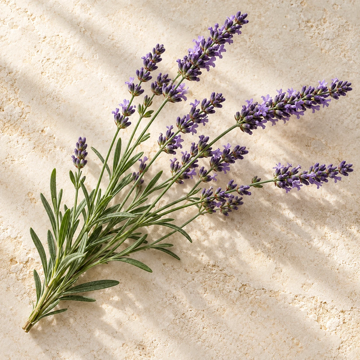 Lavandin — Lavandula hybrida