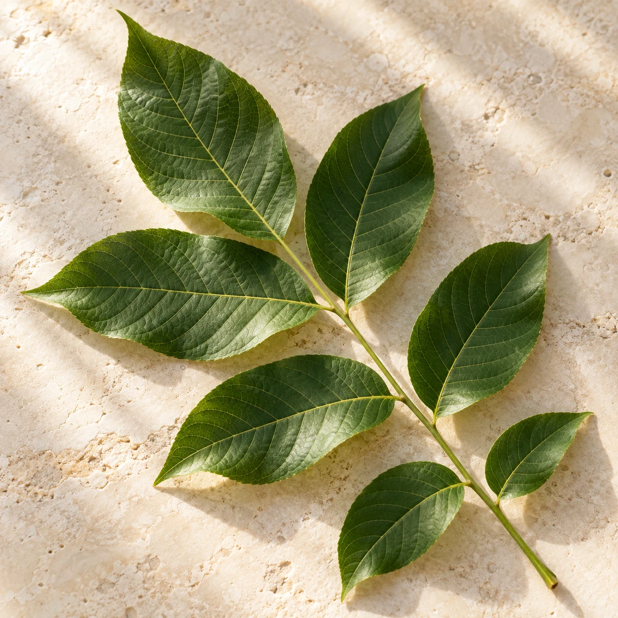 Orah — Juglans regia